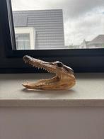 Krokodillenhoofd - Bijzondere Decoratie, Ophalen of Verzenden, Gebruikt, Reptiel of Amfibie, Schedel