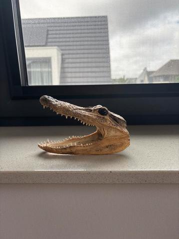 Krokodillenhoofd - Bijzondere Decoratie beschikbaar voor biedingen