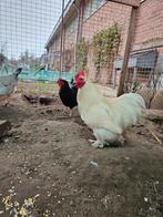 Gratis jonge witte Cochinkriel haan., Mannelijk, Kip