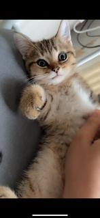 Britse korthaar tabby x poesje, Poes, Ontwormd