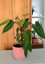 Philodendron Painted Lady, Huis en Inrichting, Kamerplanten, Ophalen, Overige soorten, Minder dan 100 cm
