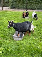 Mooi blauwschimmel tan dwerggeit te koop, Dieren en Toebehoren, Schapen, Geiten en Varkens, Vrouwelijk, Geit