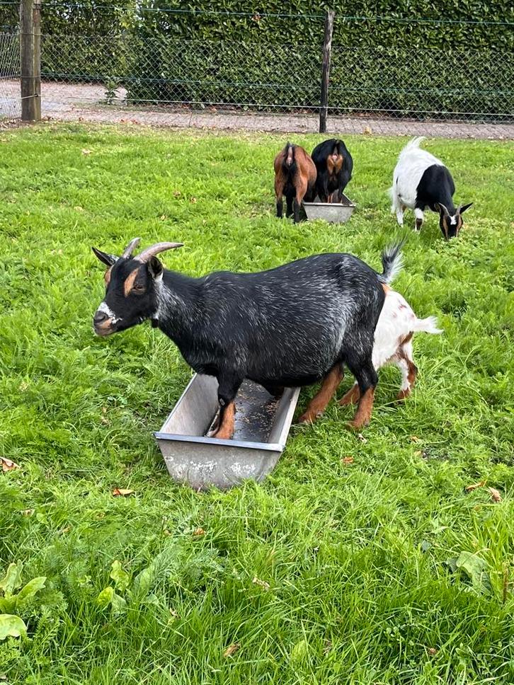 Mooi blauwschimmel tan dwerggeit te koop, Dieren en Toebehoren, Schapen, Geiten en Varkens, Geit, Vrouwelijk