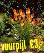 Vuurpijlplanten., Tuin en Terras, Planten | Tuinplanten, Zomer, Ophalen of Verzenden