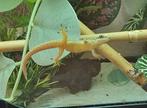 Robert mertensi, daggekko, gecko, Overige soorten, 0 tot 2 jaar