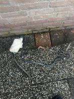 Gilera runner koelsysteem SD 125/180cc, Motoren, Ophalen of Verzenden