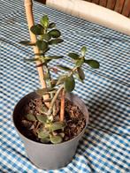 Jadeplant (Crassula ovata) - Makkelijke kamerplant, Ophalen, Vetplant, Halfschaduw, Minder dan 100 cm