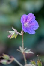 Diverse geranium soorten, ooievaarsbek, Ophalen, Bodembedekkers, Volle zon, Vaste plant