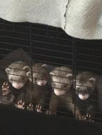 Fretten pups te koop, Dieren en Toebehoren, Fret, Mei, Meerdere dieren, Tam