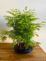Metasequoia Bonsai in decoratieve bonsai pot, Huis en Inrichting, Kamerplanten, Ophalen, Overige soorten, Minder dan 100 cm