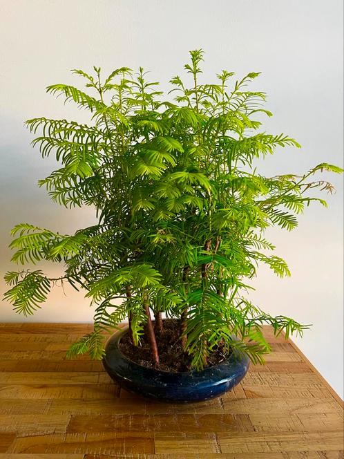Metasequoia Bonsai in decoratieve bonsai pot, Huis en Inrichting, Kamerplanten, Overige soorten, Minder dan 100 cm, Ophalen