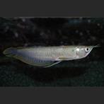 arowana 45 cm te koop, Dieren en Toebehoren, Vissen | Aquariumvissen, Vis, Zoetwatervis