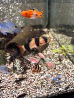 Clownbotias, Dieren en Toebehoren, Vis, Zoetwatervis, Schoolvis