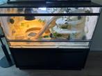 Compleet Terrarium, Ophalen of Verzenden, Zo goed als nieuw, Terrarium of Paludarium
