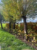 Knotwilgen, Tuin en Terras, Planten | Bomen, Ophalen of Verzenden, Volle zon, Overige soorten, 250 tot 400 cm