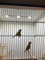 Mooi koppel kanaries bl / zilver, Dieren en Toebehoren, Vogels | Kanaries, Meerdere dieren, Kleurkanarie