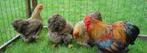 Cochin krielkippen in verschillende kleuren., Dieren en Toebehoren, Vrouwelijk, Kip