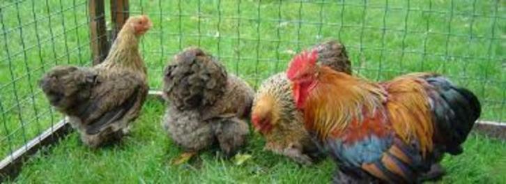 Cochin krielkippen in verschillende kleuren., Dieren en Toebehoren, Pluimvee, Kip, Vrouwelijk