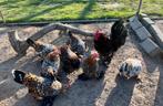Te koop sabelpootkriel broedeieren - porselein, Dieren en Toebehoren, Geslacht onbekend, Kip