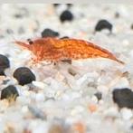 Mooi jonge garnalen rood, Kreeft, Krab of Garnaal