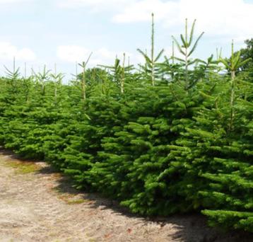 Nordmann kerstbomen Gezaagd 150 cm - 3.75 mtr. beschikbaar voor biedingen