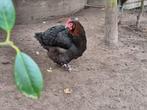 Marans hen, Dieren en Toebehoren, Pluimvee, Vrouwelijk, Kip