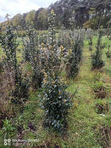 Opruiming Hulst Ilex heckenpracht +-125 cm met kluit struik