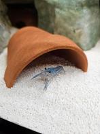 Blue Florida Crayfish - Blauwe kreeften babies, Dieren en Toebehoren, Vissen | Aquariumvissen, Zoetwatervis, Kreeft, Krab of Garnaal