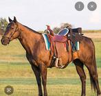 Buddy seat tandem zit voor westernzadel en engels zadel, Dieren en Toebehoren, Ophalen of Verzenden