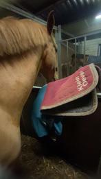 Verzorgster aangeboden/ verzorgpony gezocht, Dieren en Toebehoren, Ophalen of Verzenden, Overige soorten