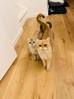 Britse Korthaar Golden Shaded, Dieren en Toebehoren, Kater