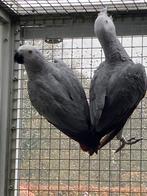 Grijze roodstaart papegaaien, Dieren en Toebehoren, Vogels | Parkieten en Papegaaien, Meerdere dieren, Papegaai, Geringd