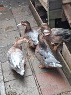 4 Eenden, Muskuseend, Sakseneend, Vrouwelijk, Eend