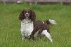 VERWACHT Engelse Springer Spaniël pups, Overige rassen, 8 tot 15 weken, Meerdere, Meerdere dieren
