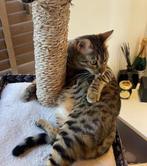 Prachtige Bengaalse poes – lief, speels en sociaal – €90, Dieren en Toebehoren, Katten en Kittens | Raskatten | Korthaar, Poes
