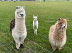 Trio alpaca’s prachtige dames !!, Dieren en Toebehoren, Schapen, Geiten en Varkens, Vrouwelijk, Geit