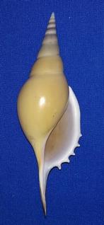 Schelpen, Rostellariella martinii, Ophalen of Verzenden, Schelp(en)