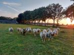 Swifter ooilammeren, Dieren en Toebehoren, Schapen, Geiten en Varkens, Meerdere dieren, Schaap, 0 tot 2 jaar