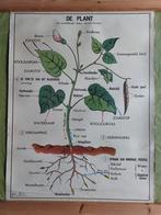 Schoolplaten: indeling van het plantenrijk., Antiek en Kunst, Antiek | Schoolplaten, Natuur en Biologie, Ophalen of Verzenden