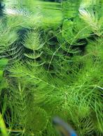 Hoornblad voor in het aquarium., Dieren en Toebehoren