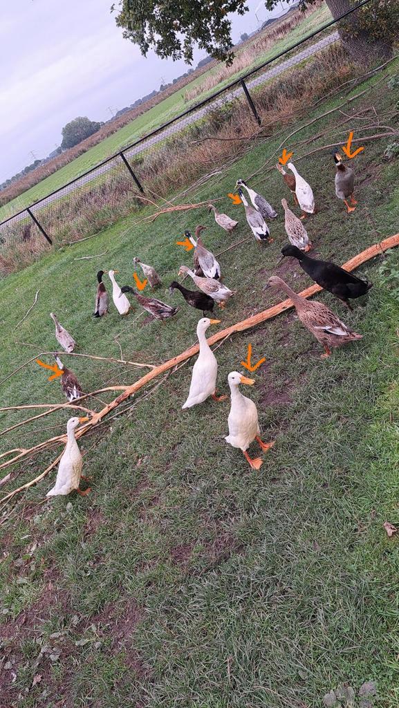 7 Loopeend woerden te koop, Dieren en Toebehoren, Pluimvee, Eend, Meerdere dieren