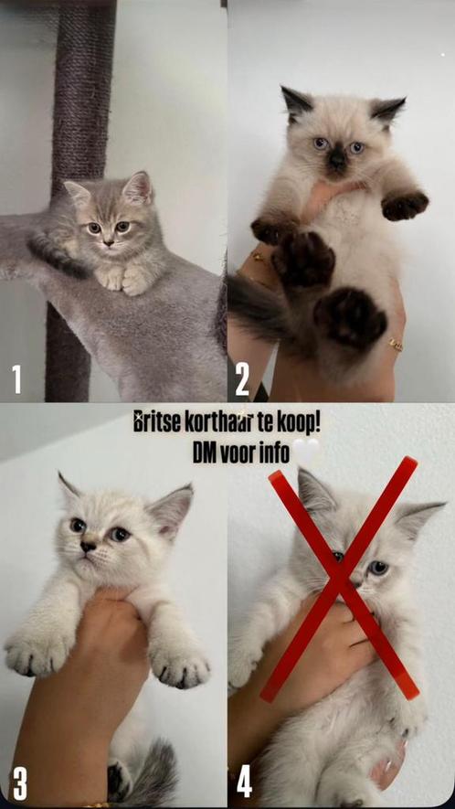 Britse korthaar blue point, Dieren en Toebehoren, Katten en Kittens | Raskatten | Korthaar, Meerdere dieren, 0 tot 2 jaar, Ontwormd