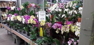 Mooie 2-takt Orchideeën  beschikbaar voor biedingen