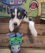 Prachtige boerenfox pups, Dieren en Toebehoren, Overige rassen, CDV (hondenziekte), 8 tot 15 weken, Meerdere