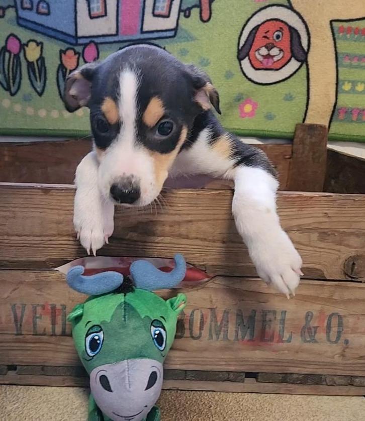 Prachtige boerenfox pups, Dieren en Toebehoren, Honden | Jack Russells en Terriërs, Meerdere dieren, Overige rassen, Particulier