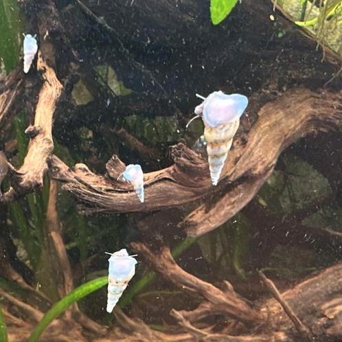 Slanke knobbelhoren €0.40 per stuk, 15=€5, 30=9 & 60=€15, Dieren en Toebehoren, Vissen | Aquariumvissen, Slak of Weekdier