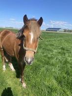 Superlieve leuke B pony 3 jaar!, Dieren en Toebehoren, Pony's, Merrie, Recreatiepony