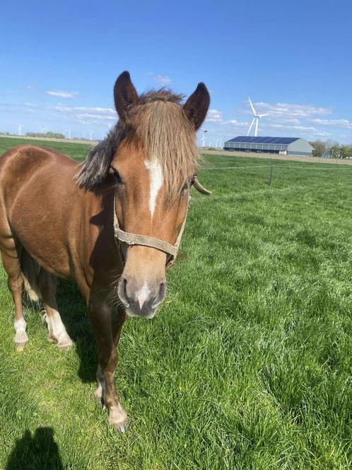 Superlieve leuke B pony 3 jaar!, Dieren en Toebehoren, Pony's, Merrie, Recreatiepony