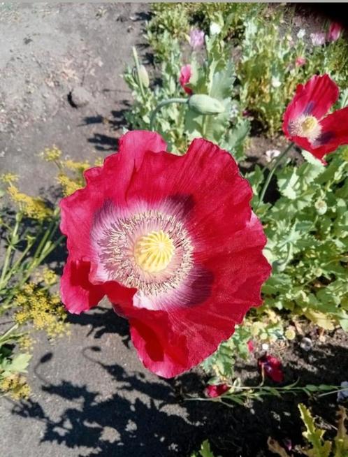 Papaver somniferum Giganteum zaden, Tuin en Terras, Bloembollen en Zaden, Zaad, Najaar, Volle zon, Ophalen of Verzenden