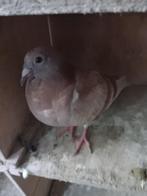 postduiven, Dieren en Toebehoren, Vogels | Duiven, Meerdere dieren, Postduif